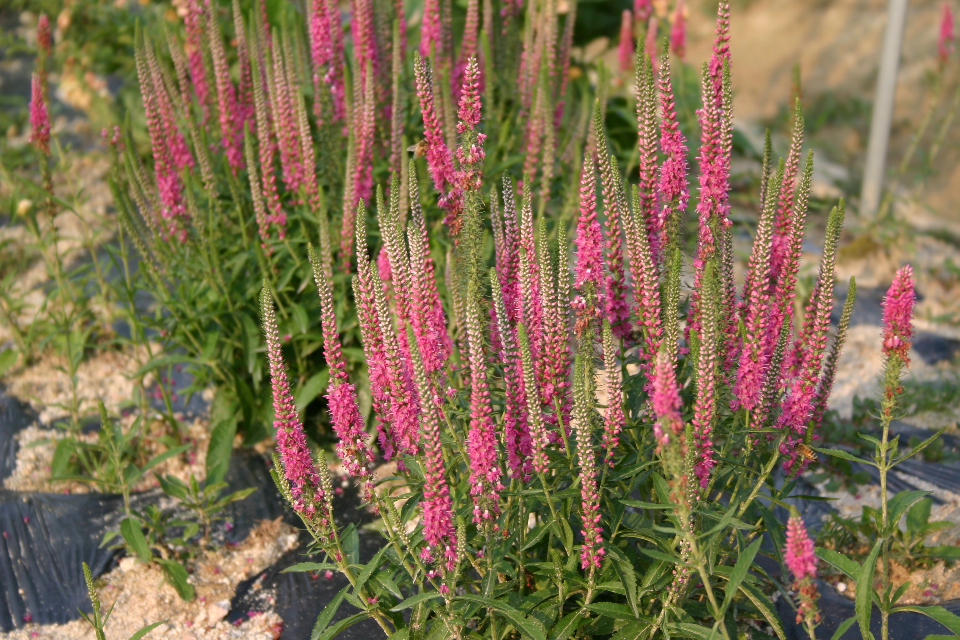 Veronica spicata 'Rotfuchs'